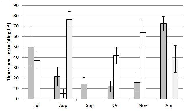 Percentage time groups associating with one another (means with s.e. shown)